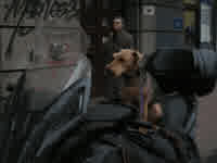 he does NOT have a driving licence