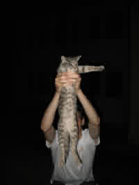 unknown holding cat