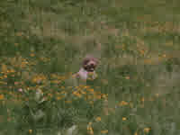 enzo in a pretty field