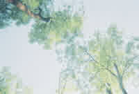 trees i saw while laying in grass