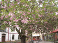 blossoming tree from strasbourg